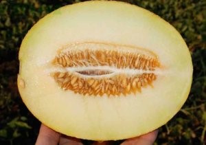 Как помогает дыня при панкреатите? Как помогает дыня при панкреатите?