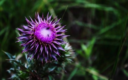 Чем полезна расторопша при панкреатите? Чем полезна расторопша при панкреатите?