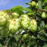 От чего страдает и чего не любит поджелудочная железа? От чего страдает и чего не любит поджелудочная железа?