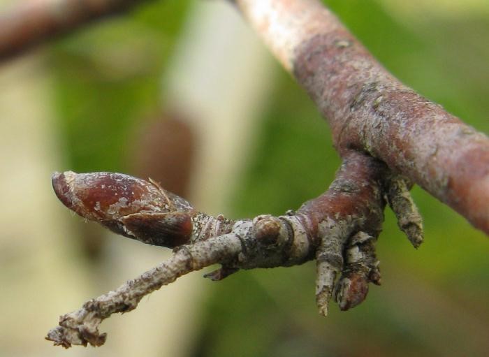 Полезные и вредные продукты для почек: питание при заболевании почек Полезные и вредные продукты для почек: питание при заболевании почек