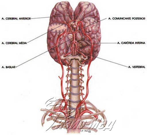 Симптомы и лечение вертебробазилярной недостаточности Симптомы и лечение вертебробазилярной недостаточности