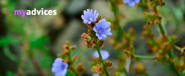 Можно ли пить цикорий при панкреатите Можно ли пить цикорий при панкреатите