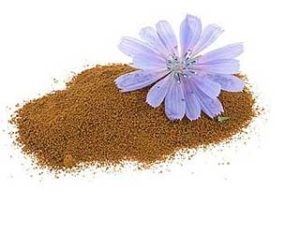 Цикорий при таком заболевании, как панкреатит: во благо или вред? Цикорий при таком заболевании, как панкреатит: во благо или вред?