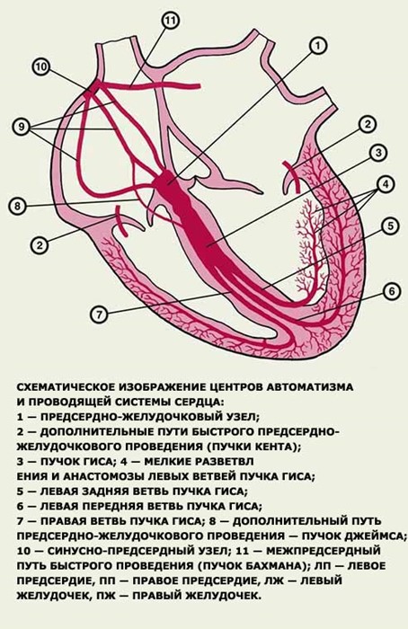 Симптомы экстрасистолии сердца Симптомы экстрасистолии сердца