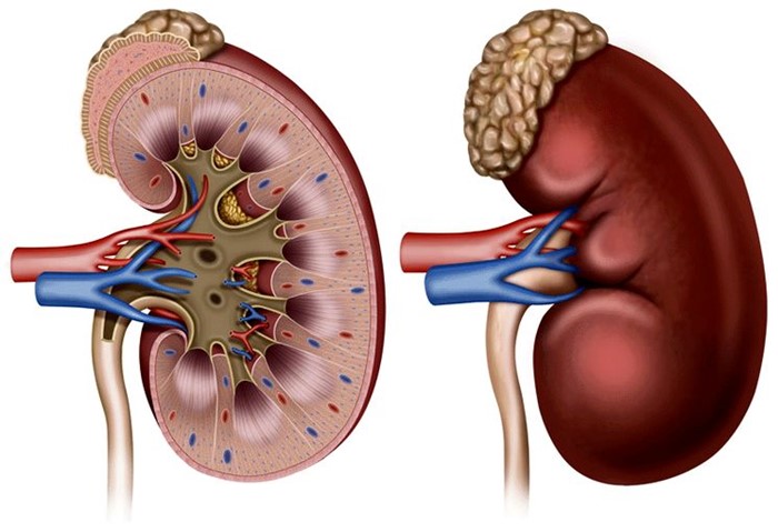 Для чего применяется гемодиализ почек Для чего применяется гемодиализ почек