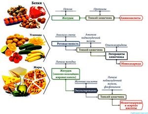 Каковы функции у ферментов поджелудочной железы? Каковы функции у ферментов поджелудочной железы?