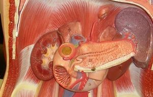 Каковы функции у ферментов поджелудочной железы? Каковы функции у ферментов поджелудочной железы?
