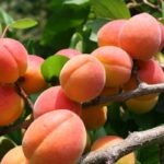 Фрукты при гастрите Фрукты при гастрите