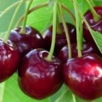 Фрукты при гастрите Фрукты при гастрите