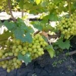 Фрукты при гастрите Фрукты при гастрите