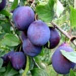 Фрукты при гастрите Фрукты при гастрите