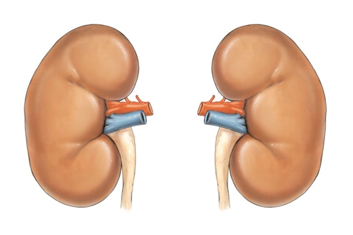 Как себя проявляют соли в почках Как себя проявляют соли в почках