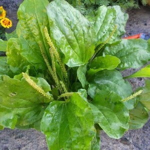 Как остановить кровотечение из пальца Как остановить кровотечение из пальца