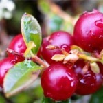 Как можно почистить почки в домашних условиях быстро и эффективно? Как можно почистить почки в домашних условиях быстро и эффективно?