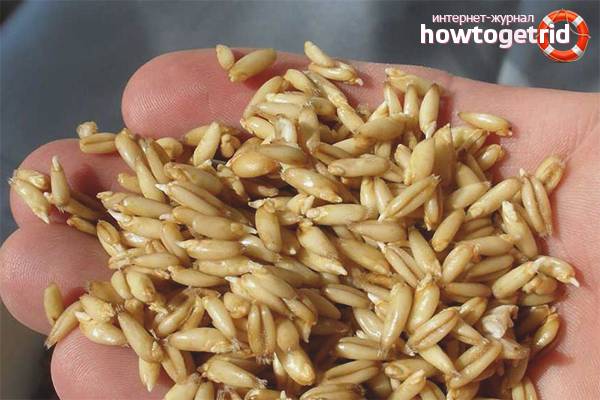 Завариваем овес для лечения печени Завариваем овес для лечения печени