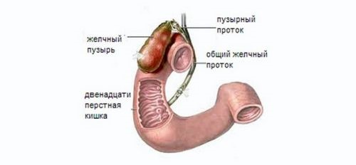 Заброс желчи в желудок: причины и методы лечения Заброс желчи в желудок: причины и методы лечения