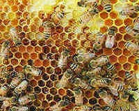 Восстановление микрофлоры кишечника Восстановление микрофлоры кишечника