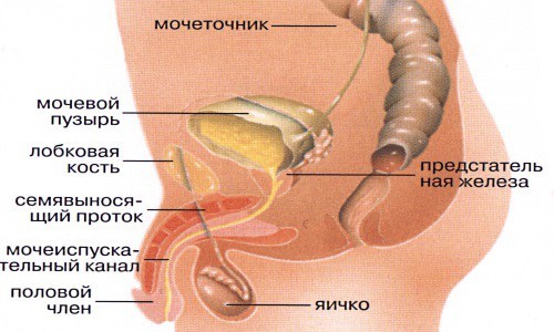 Самые эффективные методы лечения камней в мочевом пузыре Самые эффективные методы лечения камней в мочевом пузыре