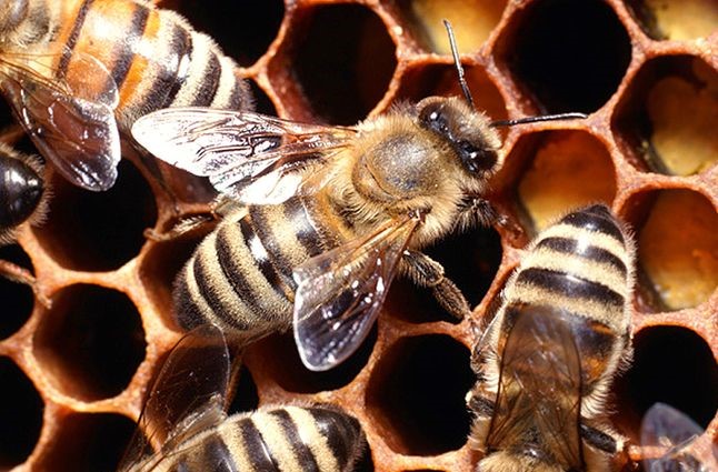 Настойка прополиса от кашля: полезные свойства, применение в детском возрасте Настойка прополиса от кашля: полезные свойства, применение в детском возрасте