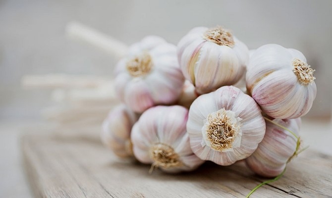 Чеснок повышает или понижает давление: рецепт с молоком для снижения Чеснок повышает или понижает давление: рецепт с молоком для снижения