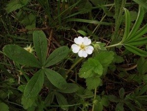 ТОП-10 рецептов народной медицины против эрозии желудка ТОП-10 рецептов народной медицины против эрозии желудка