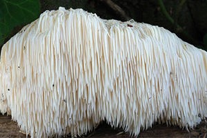 Способы лечения острого панкреатита Способы лечения острого панкреатита