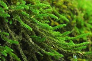 Способы лечения острого панкреатита Способы лечения острого панкреатита