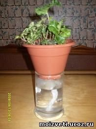 Алоэ для лечения заболеваний поджелудочной железы Алоэ для лечения заболеваний поджелудочной железы