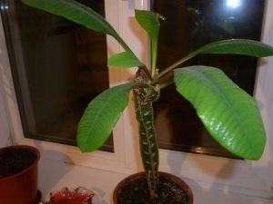 Алоэ для лечения заболеваний поджелудочной железы Алоэ для лечения заболеваний поджелудочной железы