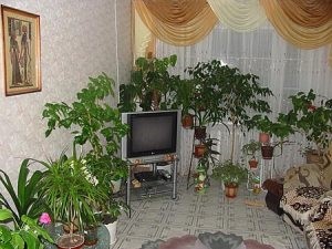 Алоэ для лечения заболеваний поджелудочной железы Алоэ для лечения заболеваний поджелудочной железы