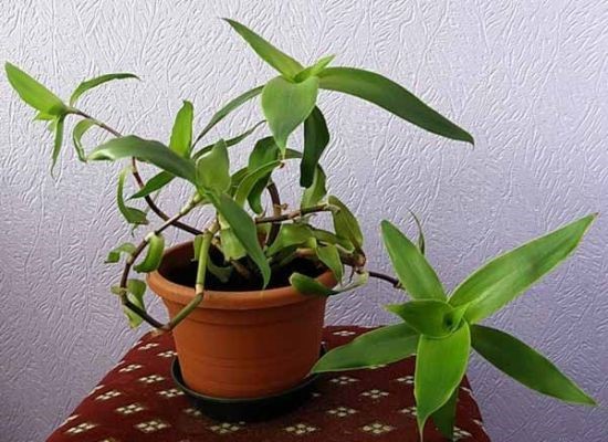 Лечение панкреатита народными средствами самые эффективные Лечение панкреатита народными средствами самые эффективные