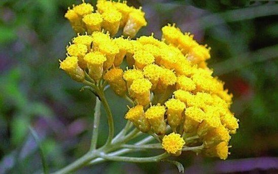 Лечение панкреатита народными средствами самые эффективные Лечение панкреатита народными средствами самые эффективные