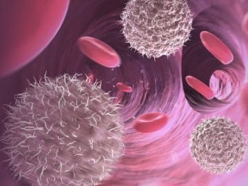 Содержание лейкоцитов в крови при беременности Содержание лейкоцитов в крови при беременности