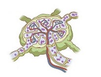 Что такое лимфома? Что такое лимфома?