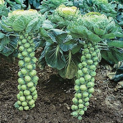 Можно ли есть капусту при панкреатите: белокочанная, цветная, квашеная, тушеная, кольраби и морская Можно ли есть капусту при панкреатите: белокочанная, цветная, квашеная, тушеная, кольраби и морская