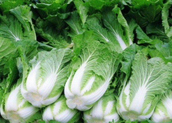 Можно ли есть капусту при панкреатите: белокочанная, цветная, квашеная, тушеная, кольраби и морская Можно ли есть капусту при панкреатите: белокочанная, цветная, квашеная, тушеная, кольраби и морская