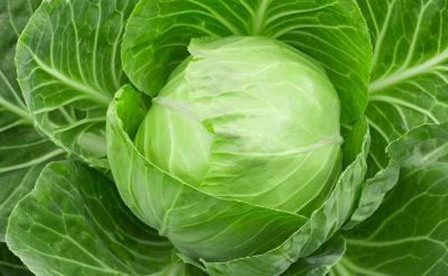 Можно ли есть капусту при панкреатите: белокочанная, цветная, квашеная, тушеная, кольраби и морская Можно ли есть капусту при панкреатите: белокочанная, цветная, квашеная, тушеная, кольраби и морская