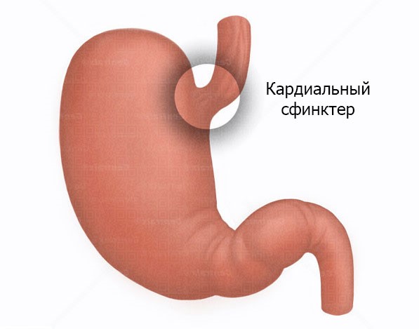 Что надо знать о сфинктере желудка каждому и как предотвратить его заболевания Что надо знать о сфинктере желудка каждому и как предотвратить его заболевания