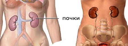 Опущение почки: симптомы, причины и последствия Опущение почки: симптомы, причины и последствия