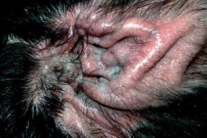 Проблемы уха: грибковый отит Проблемы уха: грибковый отит