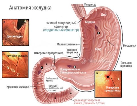 Из-за чего возникает отрыжка и ощущается ком в горле? Из-за чего возникает отрыжка и ощущается ком в горле?