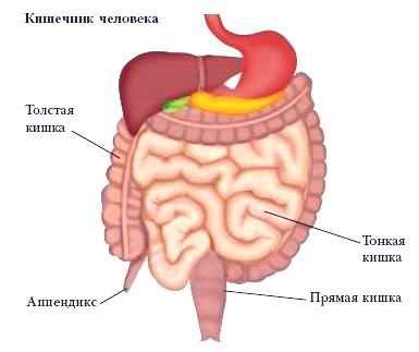 Как можно вылечить парез кишечника? Как можно вылечить парез кишечника?