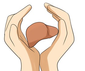 Можно ли пересаживать печень при раке с циррозом? Можно ли пересаживать печень при раке с циррозом?