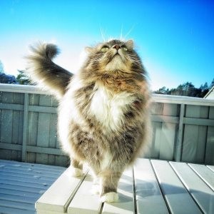 Песок в почках Песок в почках