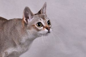 Песок в почках Песок в почках