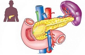 Какими должны быть размеры поджелудочной железы в норме? Какими должны быть размеры поджелудочной железы в норме?