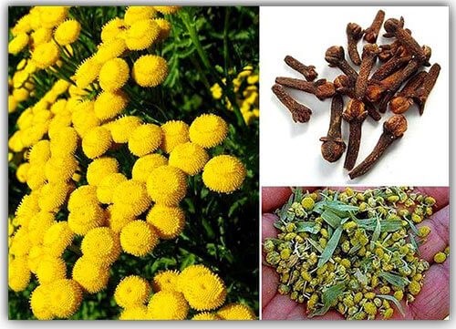 Применение тройчатки для избавления от паразитов Применение тройчатки для избавления от паразитов