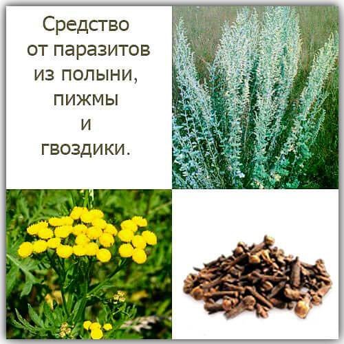 Применение тройчатки для избавления от паразитов Применение тройчатки для избавления от паразитов