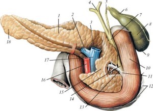 Характерные симптомы заболеваний желчного пузыря и поджелудочной железы Характерные симптомы заболеваний желчного пузыря и поджелудочной железы