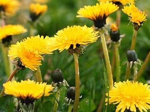 Борьба с рефлюкс-гастритом и его лечение народными средствами Борьба с рефлюкс-гастритом и его лечение народными средствами